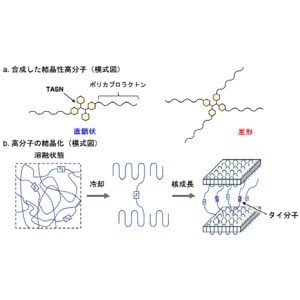 高分子結晶化過程の可視化・定量化に成功～「微小な力」を検出し蛍光を発する分子を用いて実現～