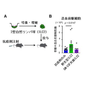 抗がん剤後の骨髄回復を促す新たなメカニズムを発見 ～自然リンパ球による緊急回復スイッチの作動～