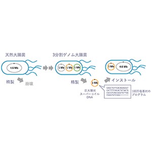 ３分割したゲノムからなる大腸菌を作製、自由なゲノム出し入れを実現 ～モデル生物でのゲノムインストール技術～