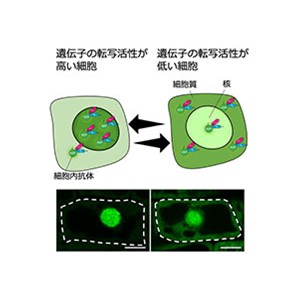 細胞内抗体プローブを用いて 遺伝子の転写が活性化している細胞を生体内で特定することに成功