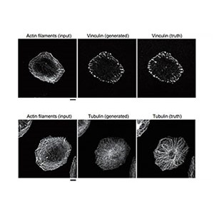 人工知能（深層学習）により細胞内の特定たんぱく質の局在推定に成功 ～関連するたんぱく質のみの画像から予測可能～ 