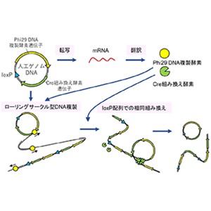 細胞外で複製し進化する人工ゲノムDNAを開発 ～自律的に増殖し進化する人工細胞の構築に期待～