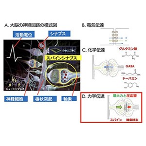 脳は記憶を力で刻む ～シナプスの力と圧感覚による新しい伝達様式の発見～