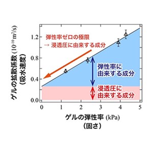 乾燥ワカメのようにゲルが吸水して膨らむ速度の法則を解明 ～アインシュタインの関係式と負のエネルギー弾性から発想～