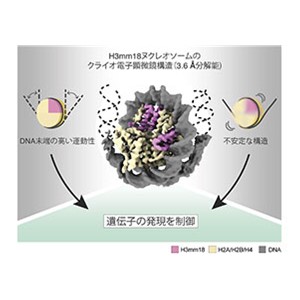 骨格筋の分化に働く新たな染色体基盤構造体を解明
