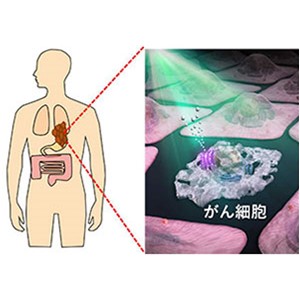 光で狙った細胞を死滅させる新技術の開発～副作用のない光がん治療法に向けて～