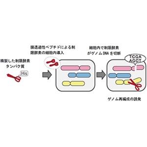 外部から遺伝物質を持ち込まずにゲノムを改良する新技術「TAQing2.0」を開発