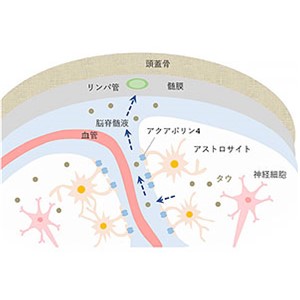 認知症の病因「タウたんぱく質」が脳から除去されるメカニズムを解明～脳内のグリアリンパ系がタウを押し流すことを発見～