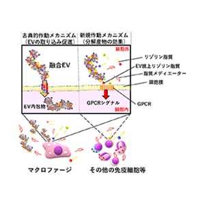 リンパ腫における細胞外小胞を介した新規発がんメカニズムを発見～脂質を軸とした新たな治療法の開発に期待～