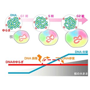 細胞が成長する過程におけるDNAの「ゆらぎ」を捉えた～DNAのゆらぎは細胞成長にかかわらず一定だった～