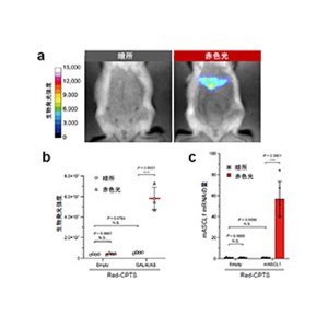 生命現象を赤色光でコントロールする技術を開発～遺伝子発現とDNA組み換え反応の光操作を実現～