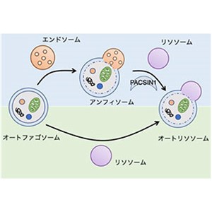 オートファジー分解経路を制御する新たな因子を発見～栄養状態や分解物により選択、神経変性疾患医療への応用に期待～