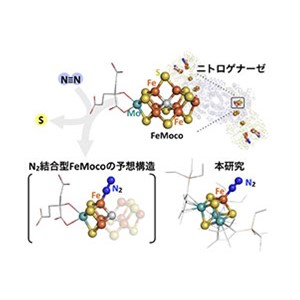 酵素を模倣した金属－硫黄化合物により窒素還元反応を実現～持続可能社会に寄与するエネルギー変換に向けた第一歩～