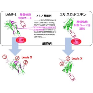 たんぱく質分子の中に組み込まれた糖鎖修飾の制御コードを発見～バイオ医薬品の開発にも貢献～