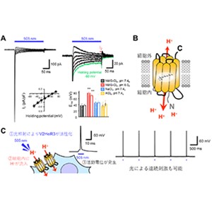 光で水素イオンを輸送するウイルス由来のヘリオロドプシンを発見～円石藻大量発生の抑制に関与、光遺伝学ツールとしての応用も～