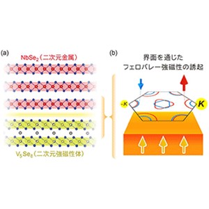 ２次元金属に「フェロバレー強磁性」を誘起することに成功～第３のエレクトロニクスである「バレートロニクス」への応用展開が期待～