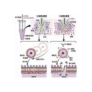 電気機械的穿孔法（エレクトロメカニカルポレーション）による細胞への分子導入促進～電界誘起気泡の挙動制御が細胞の遺伝子操作に貢献～