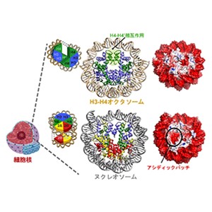 世界初・ゲノムDNAを巻き取る新しい基本単位H3-H4オクタソームを発見～染色体疾患の理解に新概念を提唱～