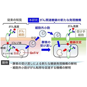 酵素受け渡しによるがん関連糖鎖の新たな改変機構を解明～がん細胞は糖鎖合成酵素GnT-Vを小胞に乗せて分泌する～