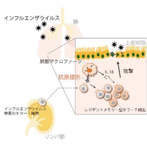 感染細胞を排除する細胞性免疫が肺の組織で誘導、記憶される仕組みを解明 肺でのキラーT細胞の増殖と常在化に肺胞マクロファージが関与 ～新型コロナウイルス感染症の重症化抑制など次世代の細胞移植型ワクチンの開発に期待～