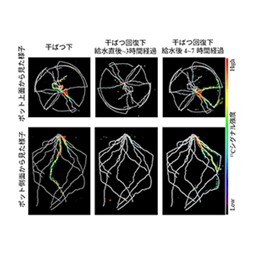 干ばつを生き抜くイネの戦略～RIイメージング技術で初めて捉えた根の水分に対する応答～