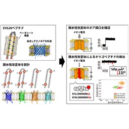 ナノポアを形成する新規ベータシートペプチドを無細胞合成しオリゴペプチドの検出と識別に成功～１分子をラベルフリーに検出可能なバイオセンシング技術への応用に期待～