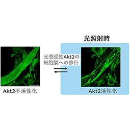 細胞内の酵素の働きを徹底解剖する～リン酸化酵素Ａｋｔ２のつかさどる分子ネットワークの解明～