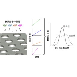 酵素の分子個性のダイバーシティは酵素の進化バロメーターとなる