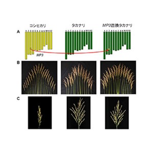 高CO2環境でイネを増収させる「コシヒカリ」由来の遺伝子を発見～気候変動下での持続可能な稲作に貢献～