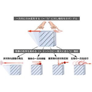 エントロピー増大に逆らうゲル材料～力の左右を見分け、物質・エネルギー・生物を一方向に移動～