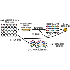 20種類の翻訳因子を再生産しながらDNAを複製する人工分子システムを開発～自律的に増殖する人工細胞構築に活路を開く～