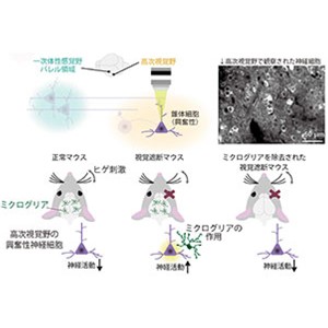 「目が見えなくなると触覚が鋭敏になる」メカニズムを解明