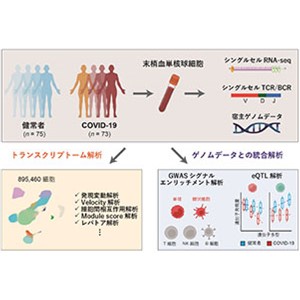 COVID-19重症化における自然免疫細胞の関わりを明らかに～シングルセル情報とゲノム情報の統合解析～