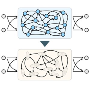 生態系を利用した全く新しいAI ～高い生物多様性は高い計算能力に繋がる？～