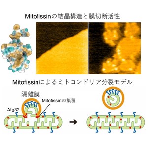 新規ミトコンドリア分裂因子を発見 ～マイトファジーの過程におけるミトコンドリア分裂のメカニズムを解明～