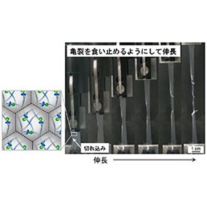 劣化なくリサイクル可能な高分子微粒子から亀裂が進みにくいゴム材料を開発～添加物・有機溶剤フリー、バイオマテリアルへの応用に期待～
