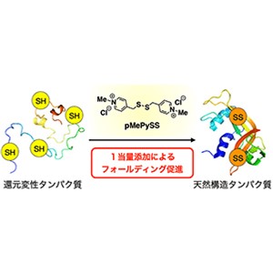 最少量でたんぱく質の立体構造形成を促進する化合物を開発～バイオ医薬品の合成効率向上やミスフォールディング病予防・治療薬の開発に光～