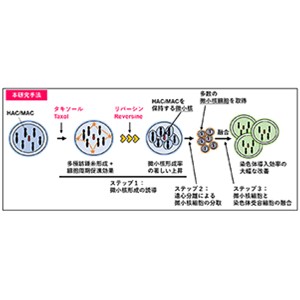 染色体導入効率を飛躍的に改善する技術を開発～ヒト/マウス人工染色体を用いたゲノム合成研究・再生医療研究を加速～