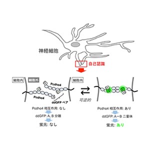 蛍光センサーIPADを新開発～神経細胞の「自己認識」を世界で初めて可視化～