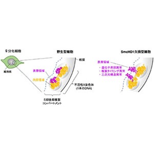 Ｘ染色体不活化の安定性は染色体の形が鍵だった～半世紀以上の時を経て、不活性Ｘ染色体の複製の謎が明らかに～