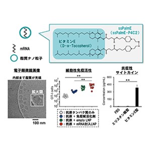 キラーT細胞を活性化するRNAワクチンを創出～創薬実現に向けた技術開発、安全性向上に期待～