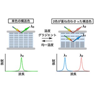 ナノシートの配列制御によって構造色の重ね合わせに成功～構造色のデザインに新たな指針・次世代色材の創成に期待～