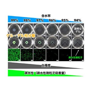 99パーセントが水からできた固体なのに、水となじみにくい「ゲル・ゲル相分離材料」を発明～その場で生体組織を再生することができる革新的な足場材料の可能性～