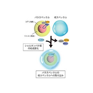 細胞内の不思議をまた一つ！膜を持たないオルガネラが混じり合わずに存在できるしくみを解明