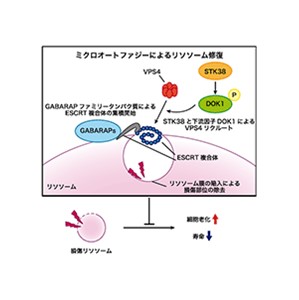 ミクロオートファジーによる新たなリソソーム修復機構を発見～リソソームの恒常性を維持し、老化を防ぐ可能性を示唆～