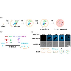 オートファゴソームを柔軟な網で覆うように形作る仕組み～オートファジーを特異的に制御する薬剤開発に道～