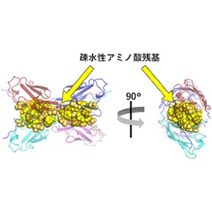 免疫を担う抗体は、離合集散して安定性を保っていた～新たなパターンで４つの抗体が結合する会合体を発見、原子レベルで特定することに成功～