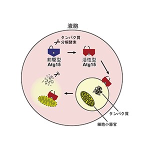 細胞小器官の膜を溶解する酵素の活性化機構を解明
