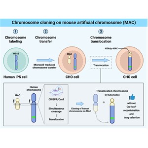 ヒト染色体領域のクローニングを飛躍的に改善する技術を開発 ～マウス人工染色体を用いたヒトゲノム研究・創薬研究を加速～