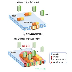 炎症を司る分子STINGの活性化機構を完全解明 自己炎症性・神経変性疾患の新規治療戦略